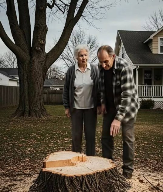 Als wir aus dem Urlaub zurückkamen, bemerkten wir, dass unser riesiger Baum verschwunden war — doch die wahre Überraschung wartete unter der Erde